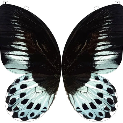 A Butterfly in Flight, Inspired by Nature