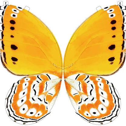 A Butterfly in Flight, Inspired by Nature